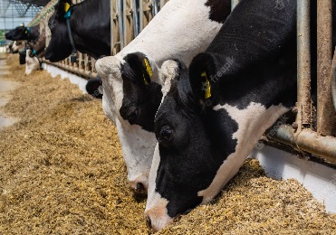 Dairy Cows Eating Silage