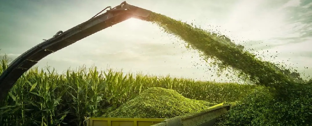 Harvesting Silage