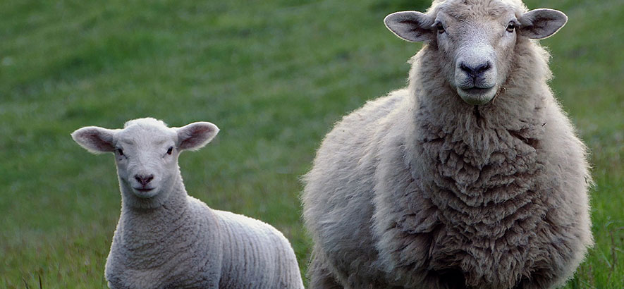 Good Silage Feed for Animals